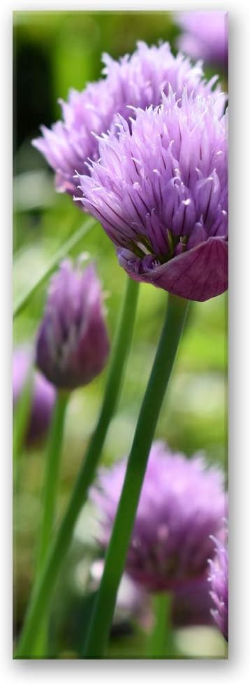 Leinwandbild XXL Garten Wandbild Kunst Blumen Violett 60x150 cm Leinwandbild 60x150 cm Violett_c, Le