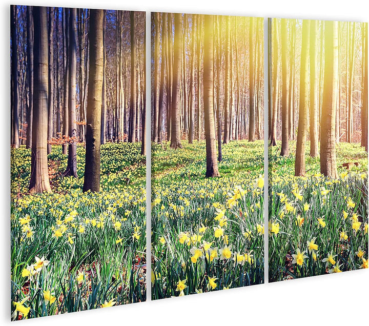 islandburner Bild auf Leinwand Frühling Wald Bedeckt Gelbe Narzissen Landschaft Bilder Wandbilder Po