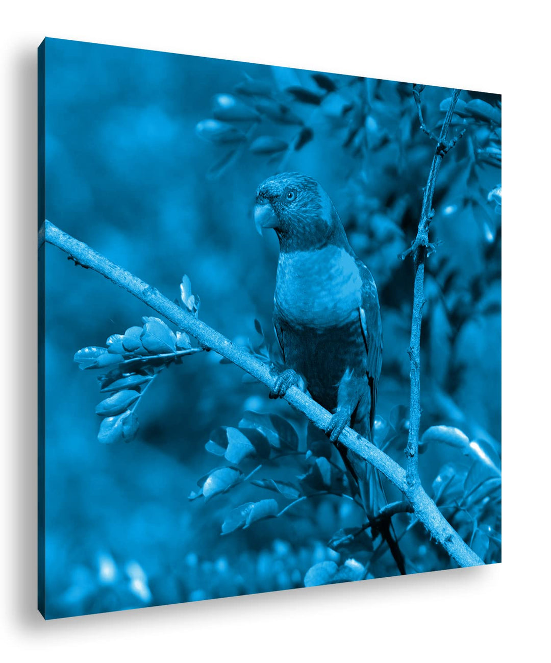 Allfarblori Papagei in der Natur Format: 40x40 Effekt: Monocrome Blau als Leinwandbild, Motiv fertig
