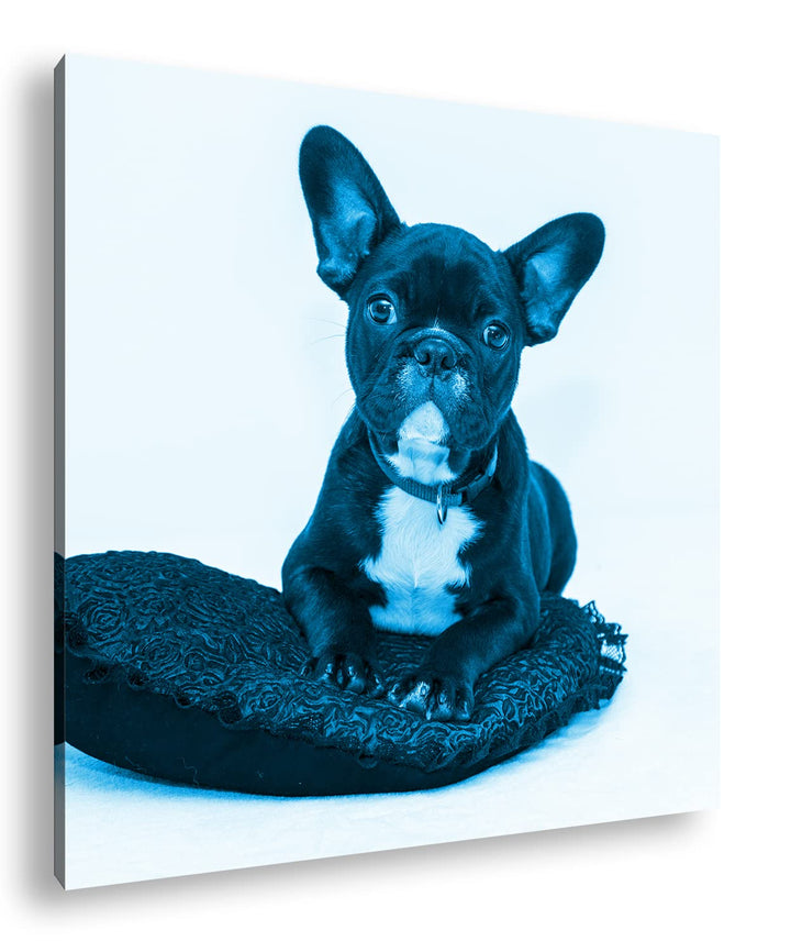 deyoli putzige Bulldogge mit einem Rotem Kissen Format: 70x70 Effekt: Monocrome Blau als Leinwandbil