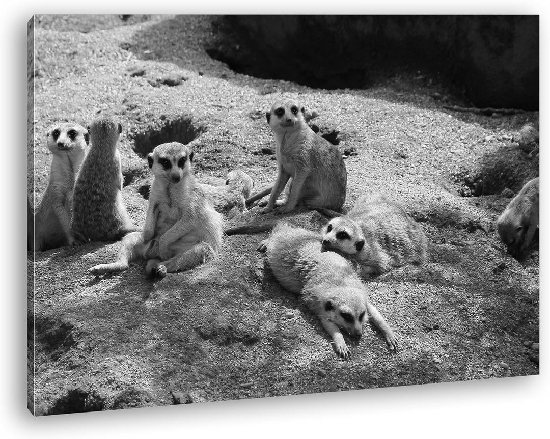 deyoli niedliche Erdmännchen Familie Effekt: Schwarz/Weiss im Format: 80x60 als Leinwandbild, Motiv