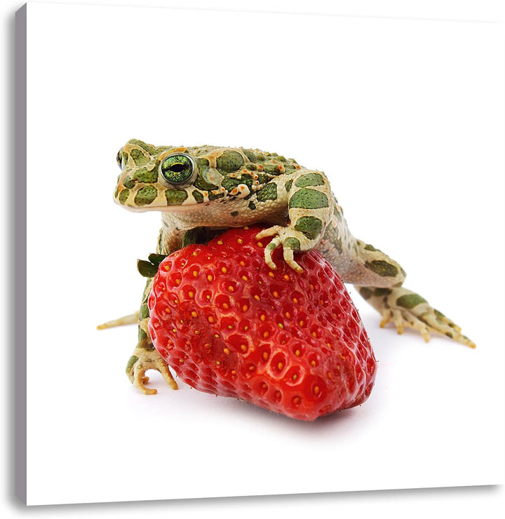 Pixxprint Kleiner Frosch sitzt auf Erdbeere als Leinwandbild/Grösse: 70x70 cm/Wandbild/Kunstdruck/fe