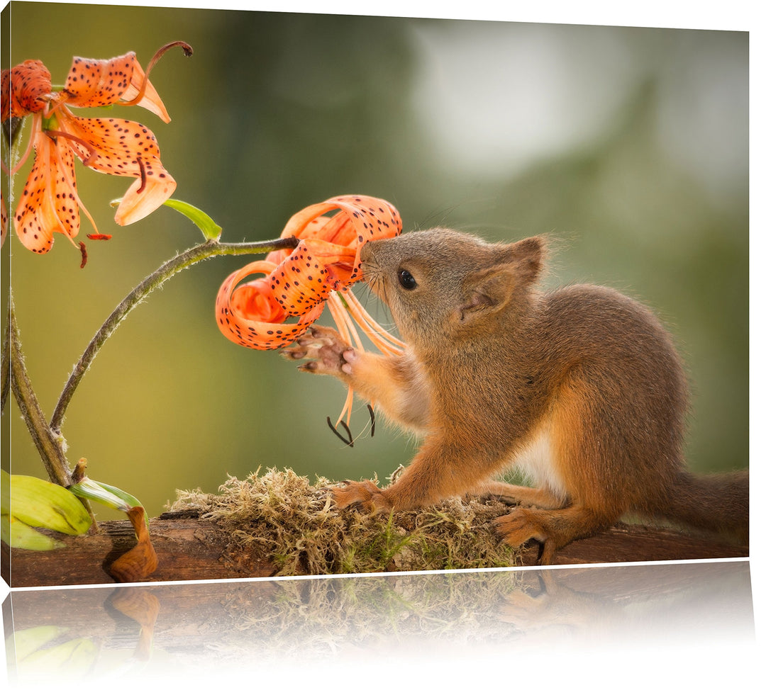 Pixxprint süsses Eichhörnchen riecht an Einer Blume, Format: 100x70 auf Leinwand, 100x70