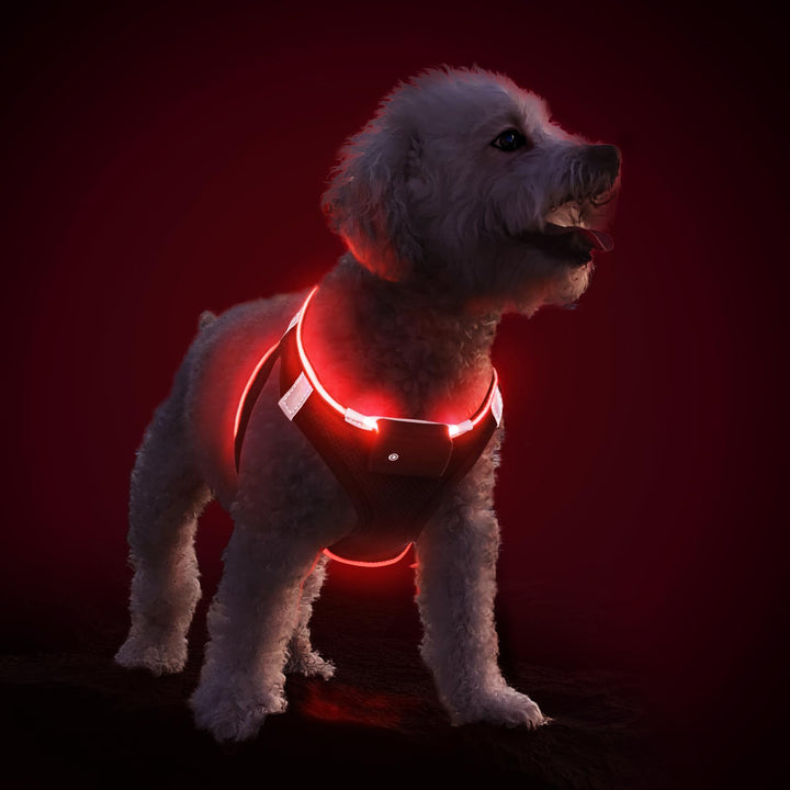 PcEoTllar Hundegeschirr Leuchtend USB Aufladbar Reflektierendes Leuchtgeschirr LED Leucht Brustgesch