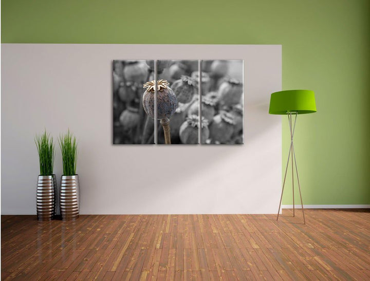 Pixxprint Mohnkapsel der Mohnblume B&W Detail 3-Teiler Leinwandbild 120x80 Bild auf Leinwand