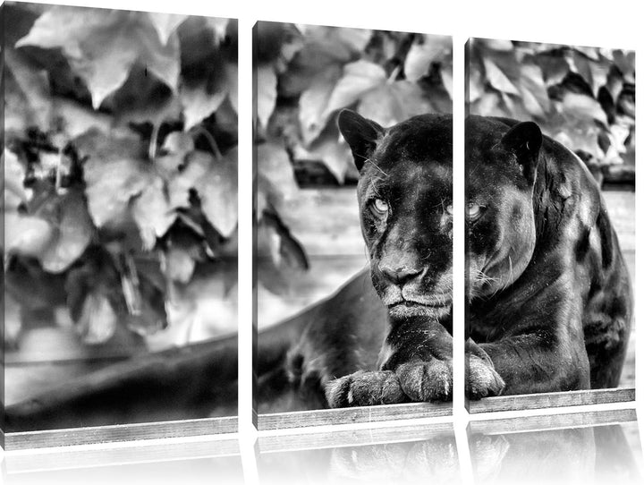 Pixxprint schöner schwarzer Panther als Leinwandbild/Grösse: 3 Teilig (120x80) cm/Wandbild/Kunstdruc