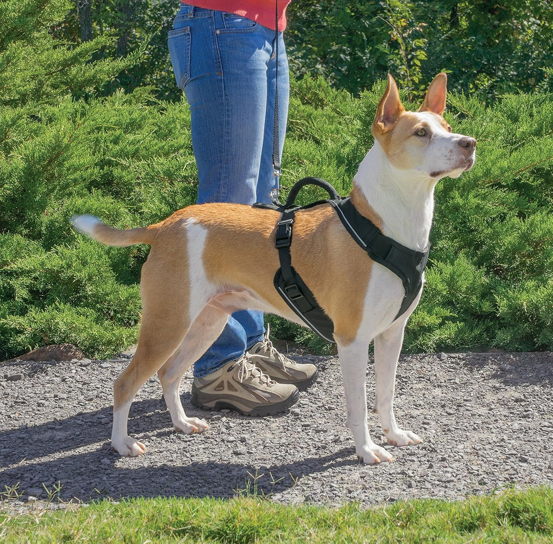 PetSafe EasySport Geschirr, Elastischer Halsausschnitt, Gepolsterter Griff, Für Hunde von 29,5 bis 3