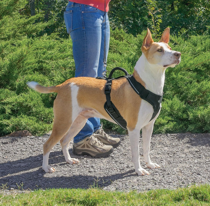PetSafe EasySport Geschirr, Elastischer Halsausschnitt, Gepolsterter Griff, Für Hunde von 29,5 bis 3