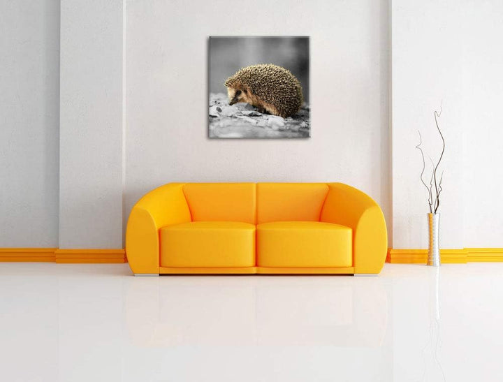 Pixxprint Kleiner süsser Igel im Laub als Leinwandbild Quadratisch/Grösse: 70x70 / Wandbild/Kunstdru
