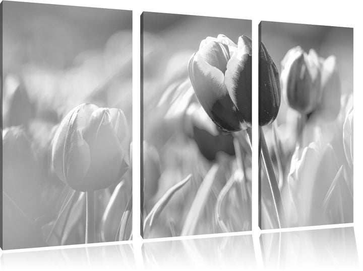 Pixxprint Blühende Tulpen als Leinwandbild/Grösse: 3 Teilig (120x80) / Wandbild/Kunstdruck/fertig be