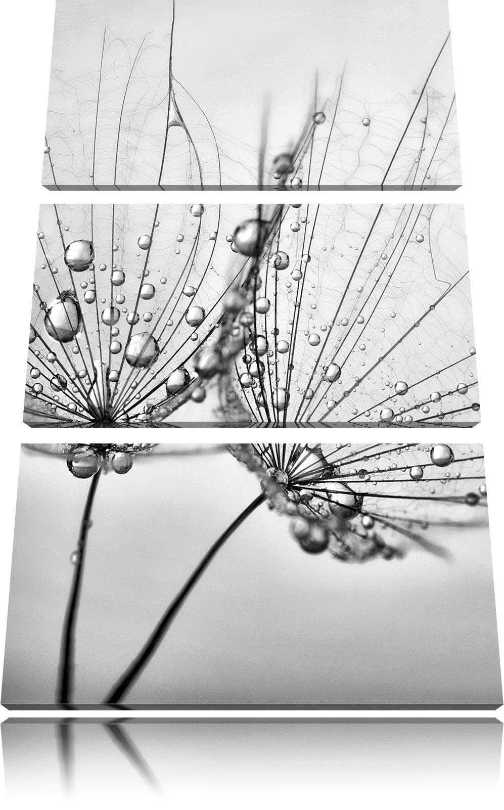 Pixxprint Monocrome, Pusteblumen mit Tautropfen 3-Teiler Leinwandbild 120x80 Bild auf Leinwand