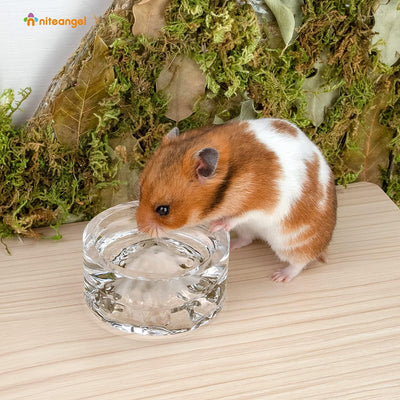 Niteangel Hamster-Futter- und Wasserschalen – Kleine Tier-Trinkschalen aus Glas für Zwerghamster, Wü