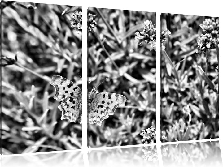 Pixxprint Schmetterling auf Blumenwiese als Leinwandbild/Grösse: 3 Teilig (120x80) cm/Wandbild/Kunst