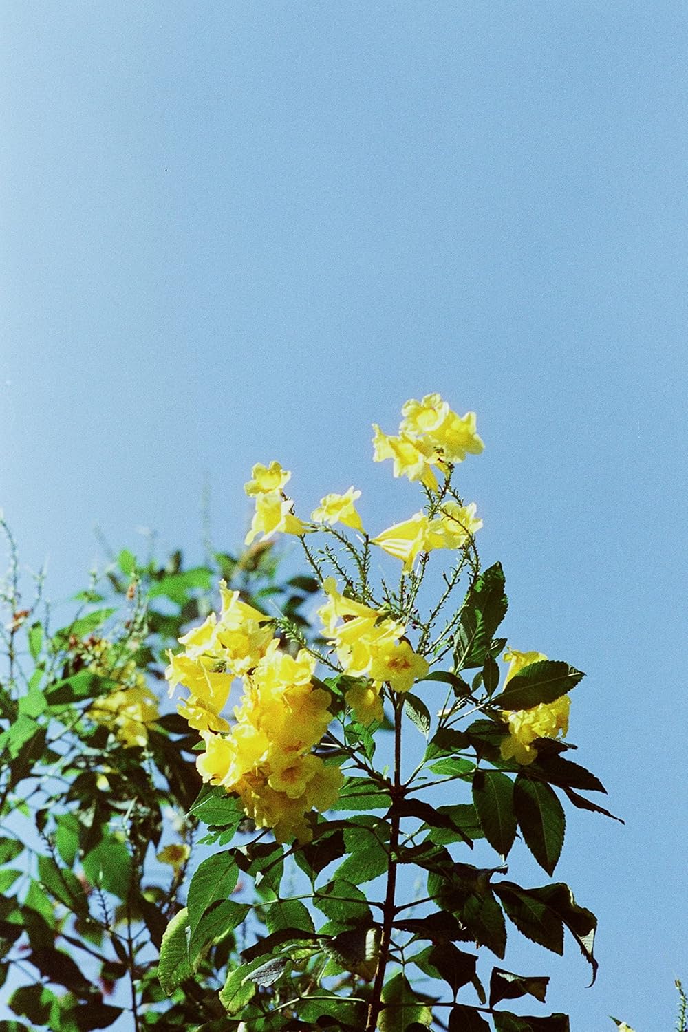 RETO Amber D400 35-mm-Farbnegativ-Kinofilm, 27 Belichtungen, ISO400, 135, filmisch, Kinostil, C41-Pr