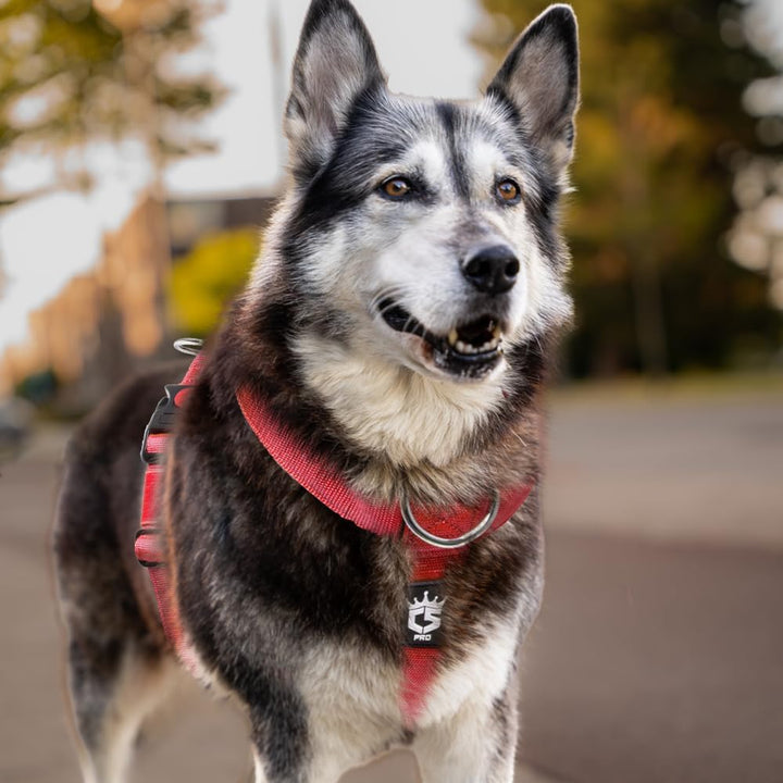 TSPRO Taktische Hundegeschirre mit Griff, 3,8 cm Breit, Militärqualität, Dick Gepolstert und Robust,