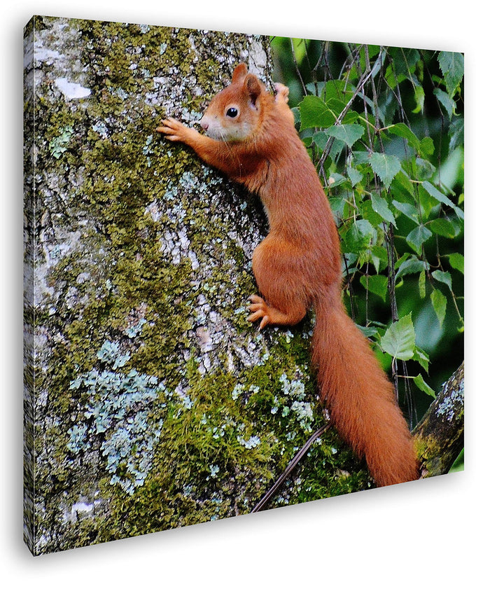 deyoli kleines niedliches Eichhörnchen auf einem Baum Format: 60x60 als Leinwandbild, Motiv fertig g