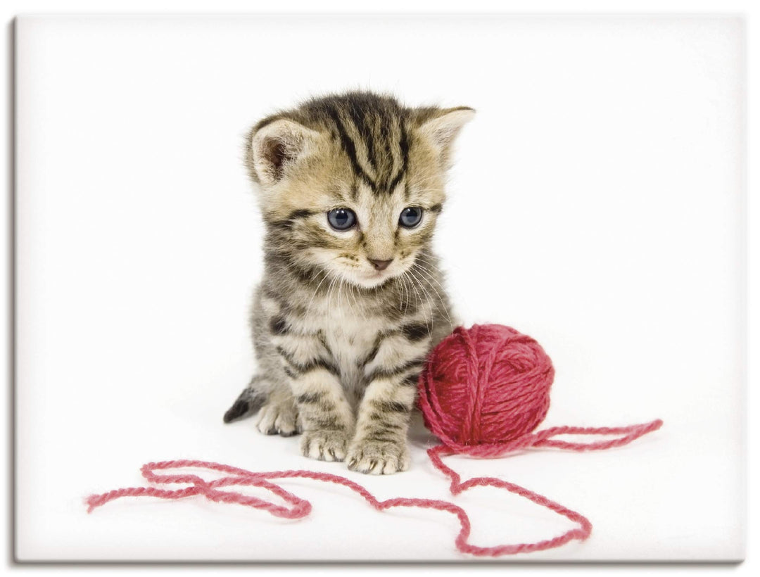 ARTland Leinwandbilder Wandbild Bild auf Leinwand 80x60 cm Katze Tiere Babykatze Haustiere Süss Mädc