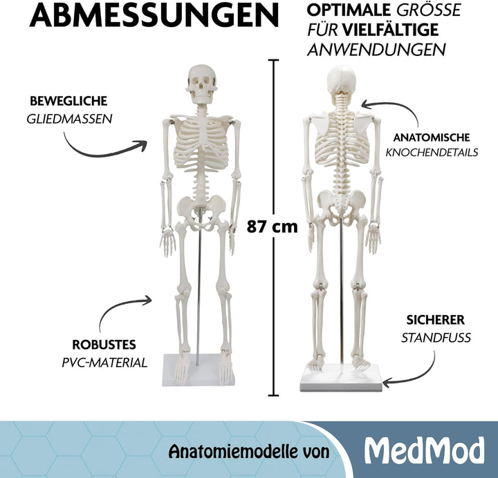 Anatomie Skelett 87 cm, detailliertes menschliches Skelett aus Kunststoff mit beweglichen Extremität