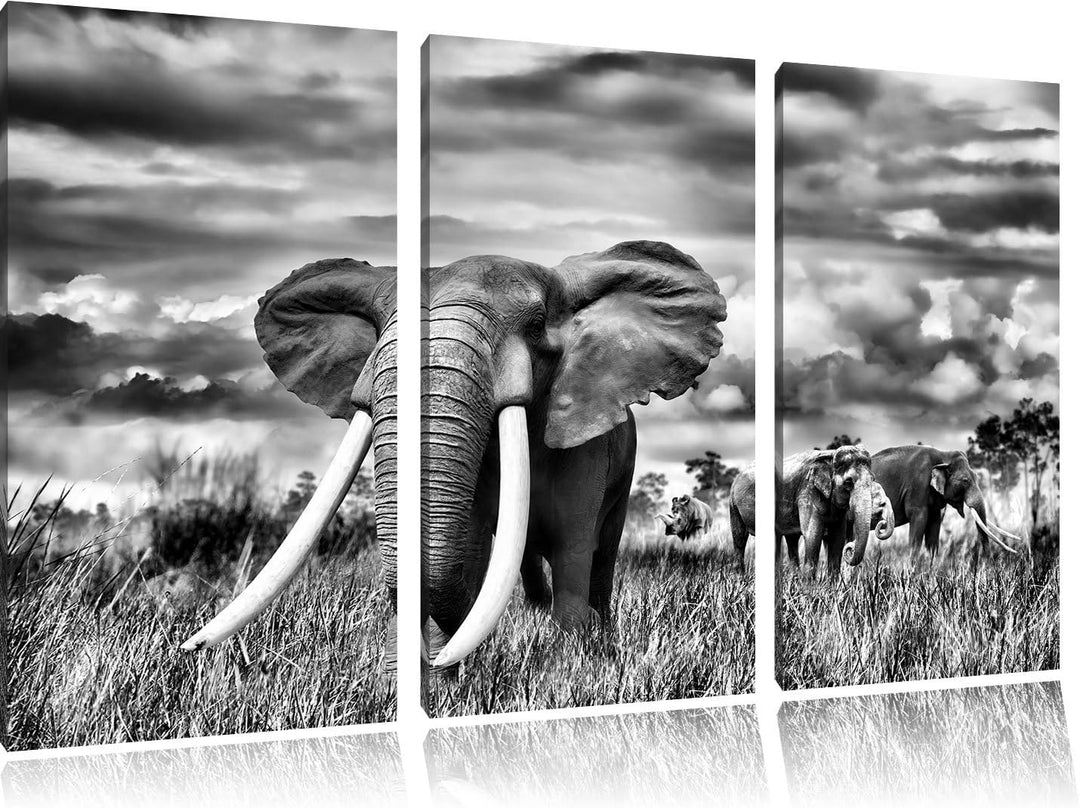 Pixxprint Stolzer Elefant in Savanne als Leinwandbild/Grösse: 3 Teilig (120x80) cm/Wandbild/Kunstdru