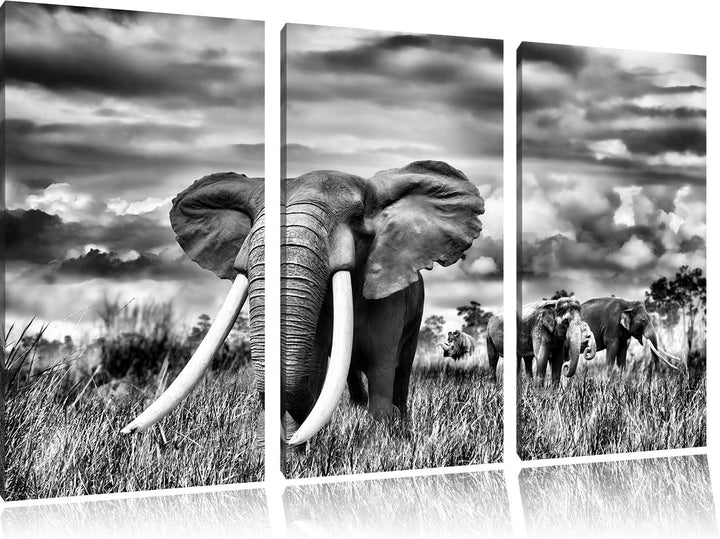 Pixxprint Stolzer Elefant in Savanne als Leinwandbild/Grösse: 3 Teilig (120x80) cm/Wandbild/Kunstdru