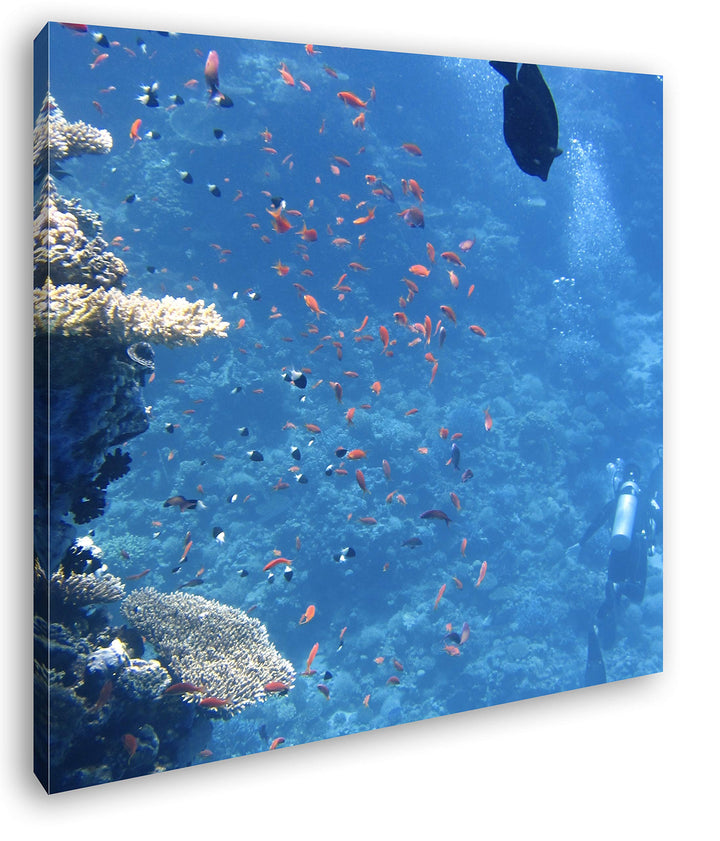 deyoli Fische an einem atemberaubenden Korallenriff Format: 70x70 als Leinwandbild, Motiv fertig ger