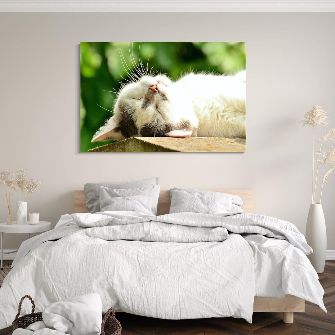 Leinwand (60x40cm): Katze weiss entspannt liegend Katzenbilder 60x40 cm, 60x40 cm