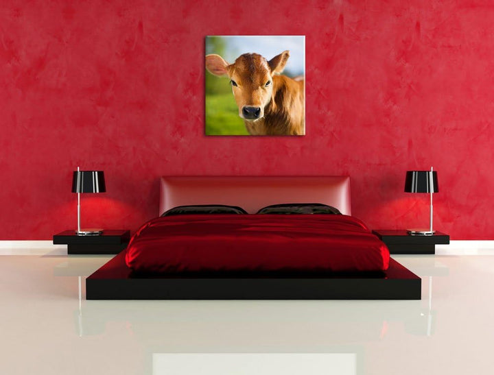 Junge Kuh Kälbchen, Format: 70x70 auf Leinwand, XXL riesige Bilder fertig gerahmt mit Keilrahmen, Ku