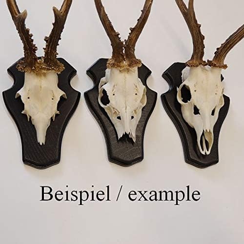 5 Stück REH Bock Schild Trophäenschilder mit 2 x Kieferfach in Eiche dunkel mit Montageklammer AF 21