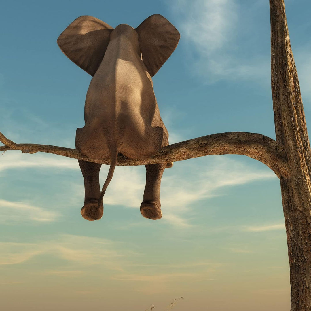 Pixxprint Glasbild | Wandbild auf Echtglas | Elefant auf einem Ast in der Wüste | 80x80 cm | inkl. A