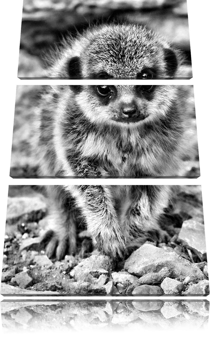 Pixxprint Monocrome, junges Erdmännchen zwischen Steinen 3-Teiler Leinwandbild 120x80 Bild auf Leinw