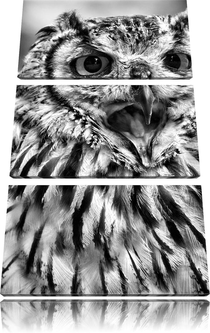 Pixxprint grosse Waldeule gähnt als Leinwandbild/Grösse: 3 Teilig (120x80) cm/Wandbild/Kunstdruck/fe