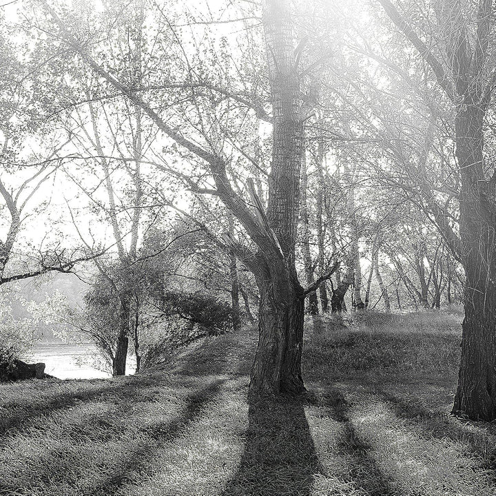 Runa Art Bild Schlafzimmer Wohnzimmer Wald Landschaft 5 Teilig Sonne Schwarz Weiss Wandbilder auf Vl