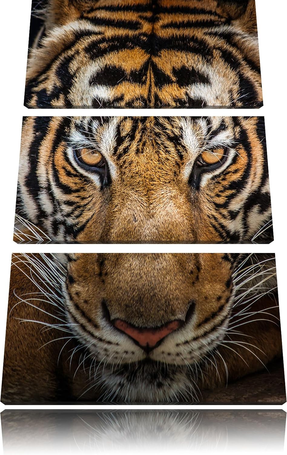Pixxprint Tiger mit hellbraunen Augen als Leinwandbild | Grösse: 3 Teilig (120x80) | Wandbild| Kunst