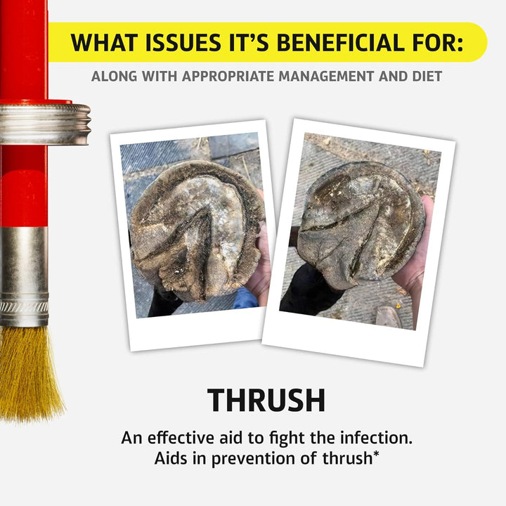 Hoof Doctor - White Line | Thrush | Abscesses | Quarter Crack | Seedy Toe | Sole Bruises - 100% All-