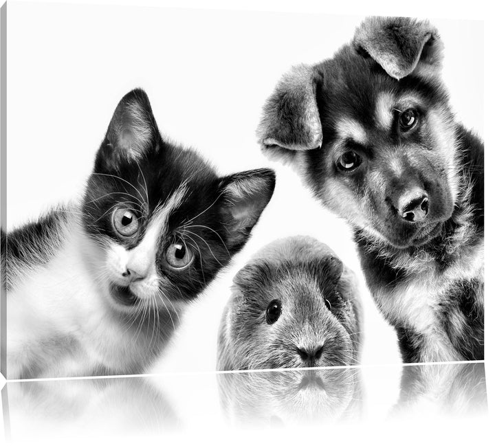 Pixxprint Trio Hund Katze Meerschwein als Leinwandbild/Grösse: 100x70 cm/Wandbild/Kunstdruck/fertig