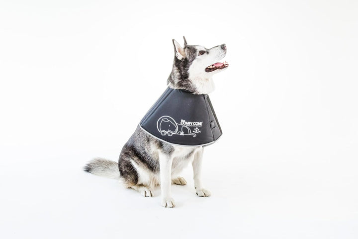All Four Paws „The Comfy Cone“ Halskrause für Haustiere, Large