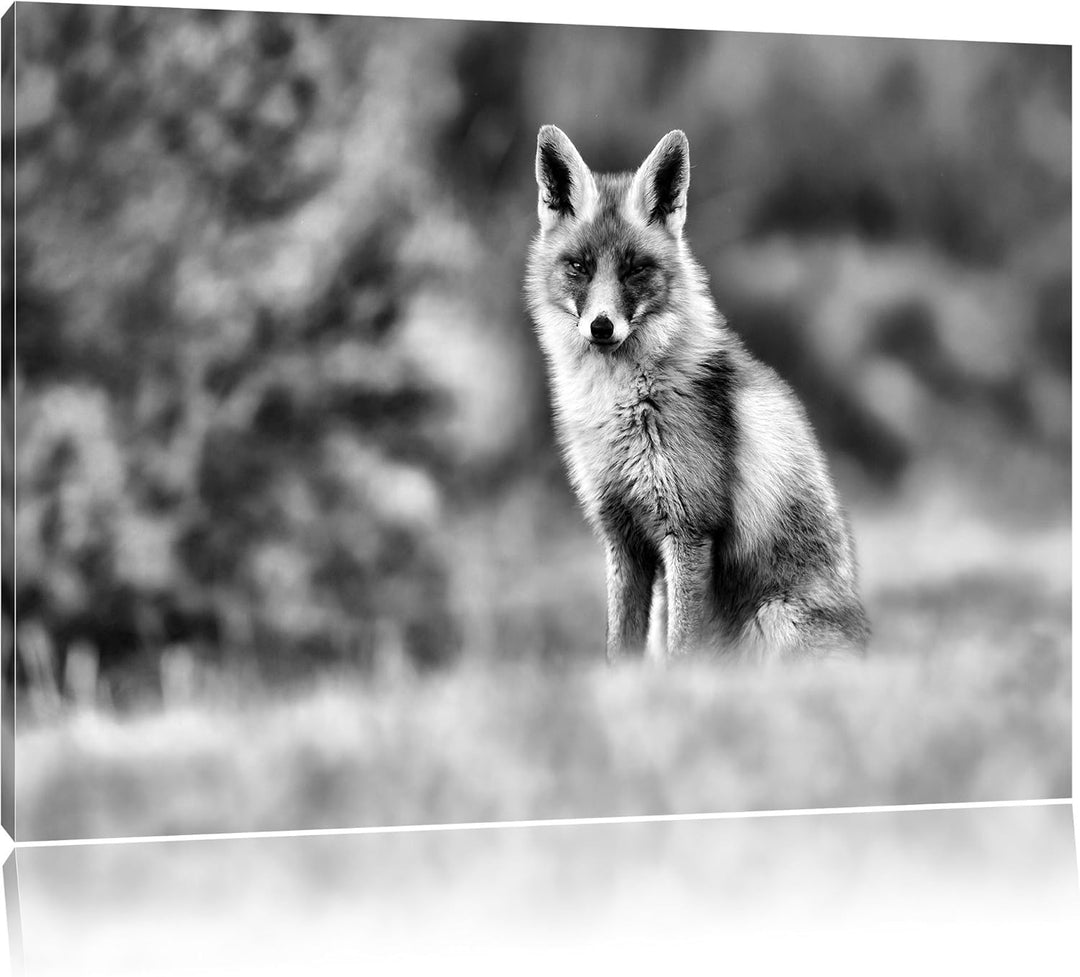 Pixxprint Listiger Fuchs als Leinwandbild/Grösse: 100x70 / Wandbild/Kunstdruck/fertig bespannt, 100x