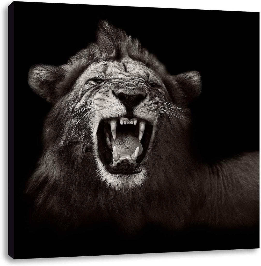 Pixxprint Dark Brüllender Löwe als Leinwandbild/Grösse: 70x70 cm/Wandbild/Kunstdruck/fertig bespannt