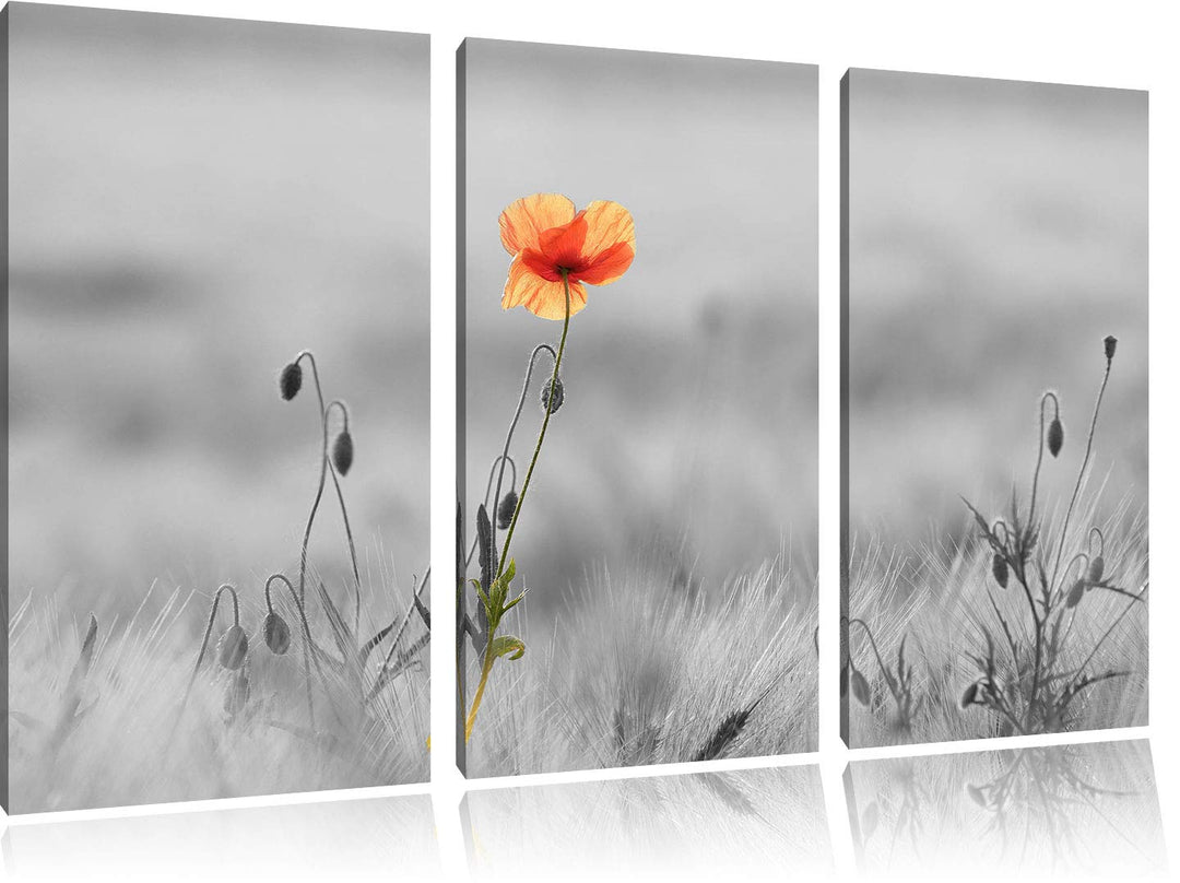 Rote Mohnblume im Feld schwarz/weiss 3-Teiler Leinwandbild 120x80 Bild auf Leinwand, XXL riesige Bil