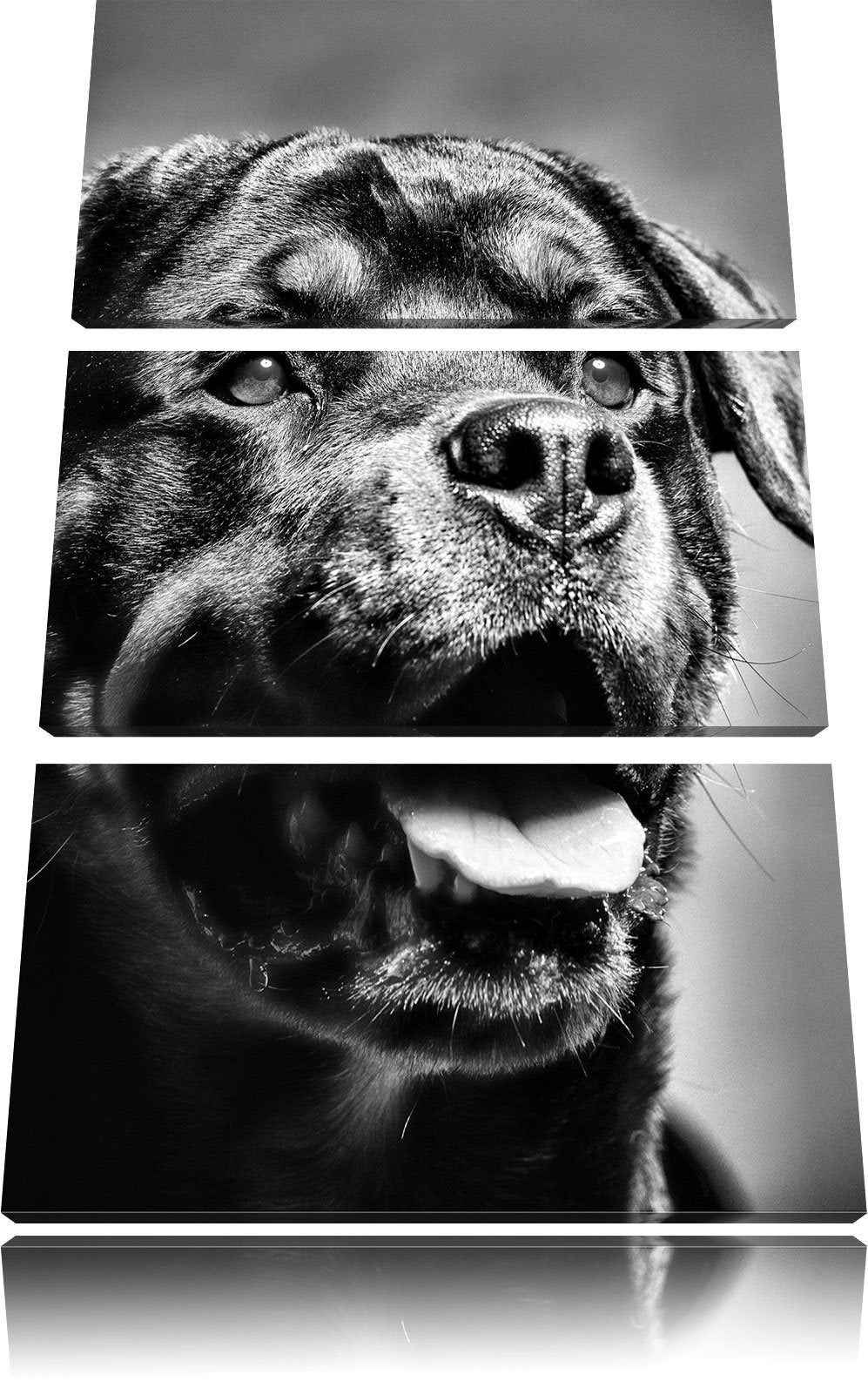 Pixxprint Treuer Rottweiler als Leinwandbild | Grösse: 3 Teilig (120x80) | Wandbild| Kunstdruck | fe