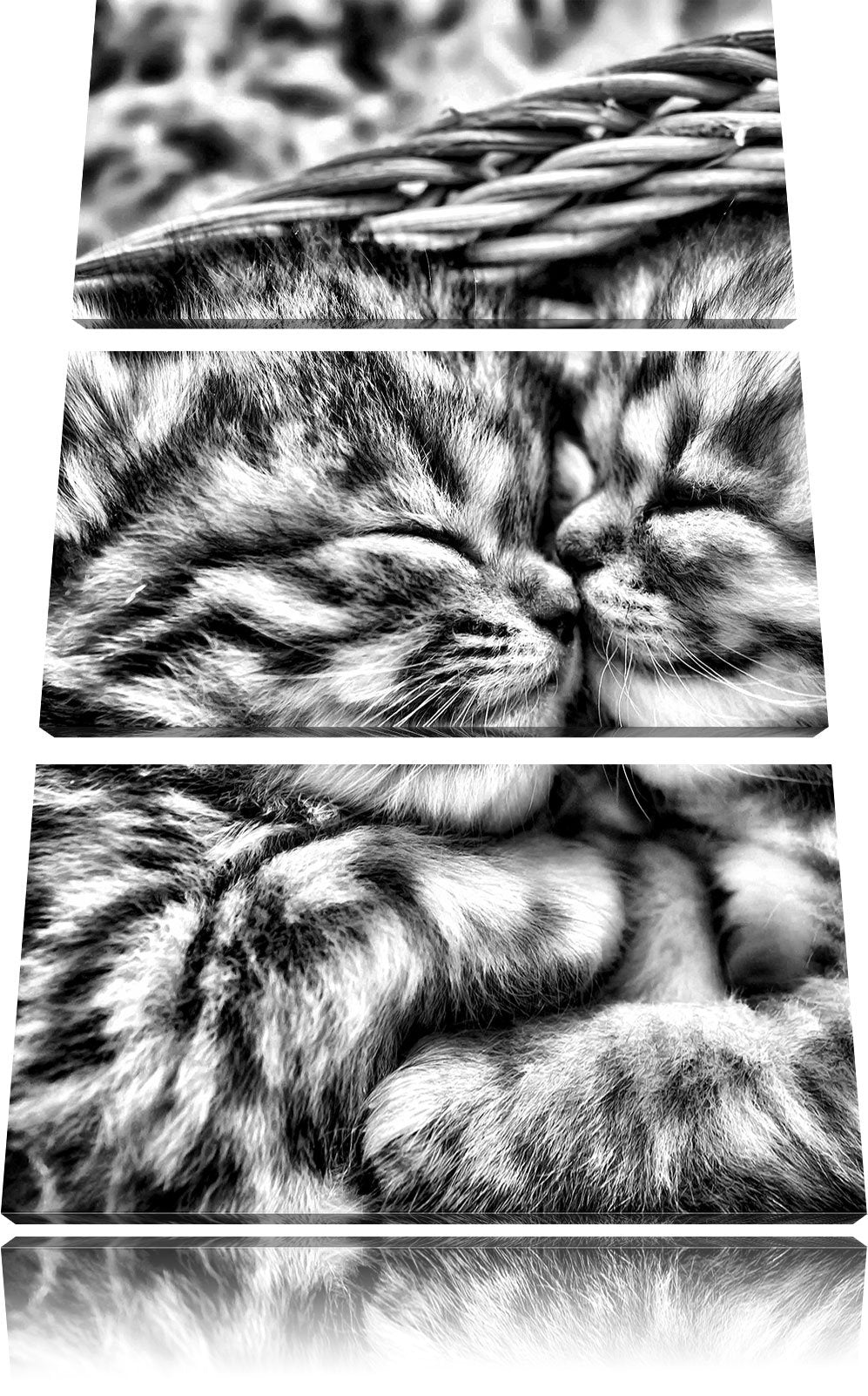 Pixxprint Baby Katze als Leinwandbild/Grösse: 3 Teilig (120x80) cm/Wandbild/Kunstdruck/fertig bespan