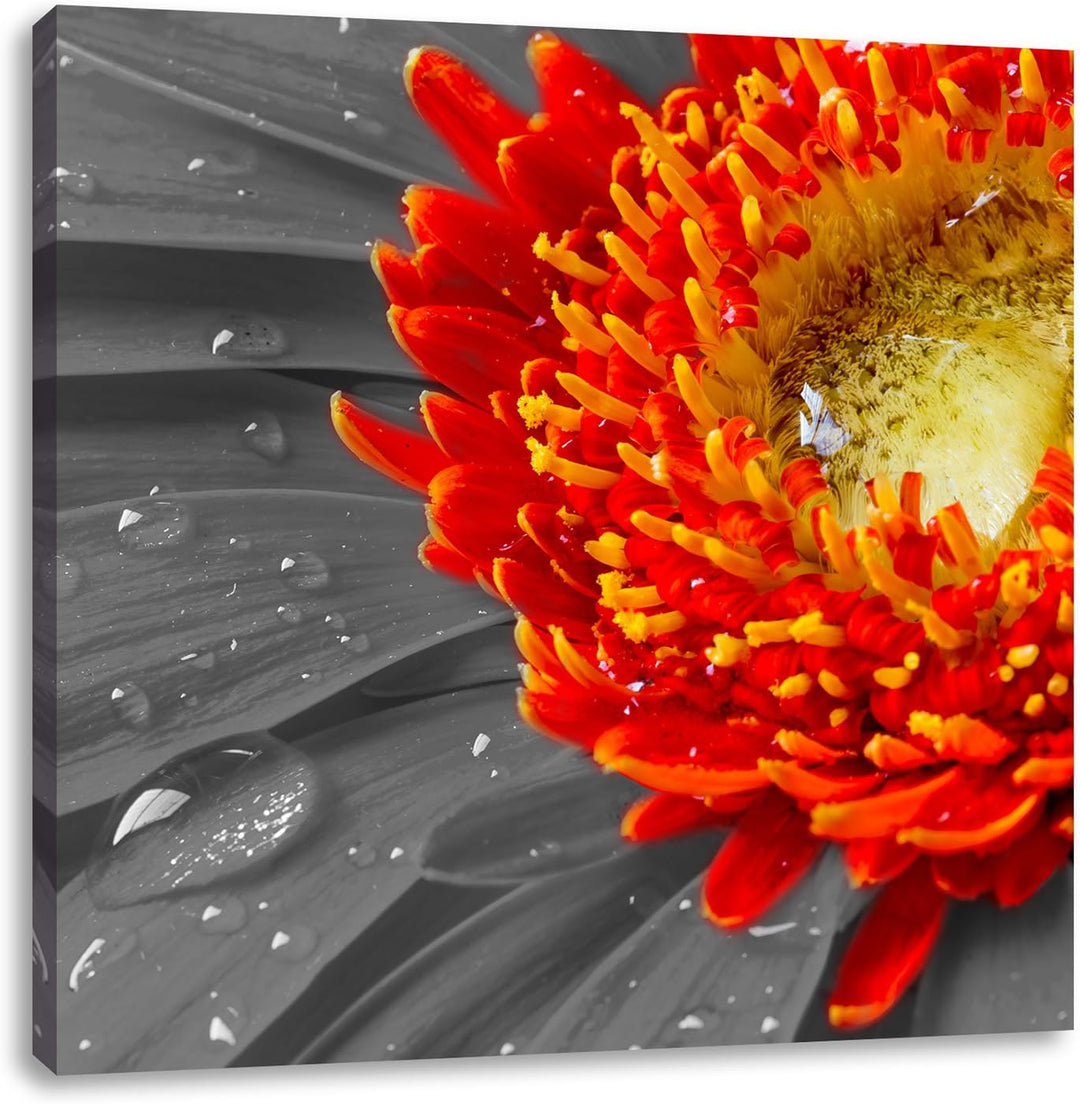Pixxprint Gerbera mit Wassertropfen als Leinwandbild Quadratisch/Grösse: 70x70 / Wandbild/Kunstdruck