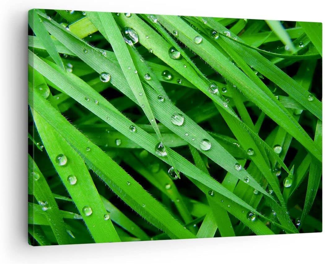 Bilder auf Leinwand Natur Gras Wasser Tropfen Leinwandbild 70x50cm Wandbilder Dekoration Wohnzimmer