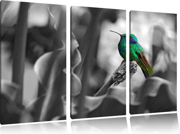 Pixxprint Kolibri in seinem natürlichen Lebensraum B&W Detail 3-Teiler Leinwandbild 120x80 Bild auf