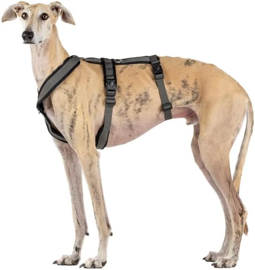 3-Punkt-Gurt mit Anti-Ziehen, ideal für Lebreles: Italienischer Windhund, Whippet, Windhund, Podenco