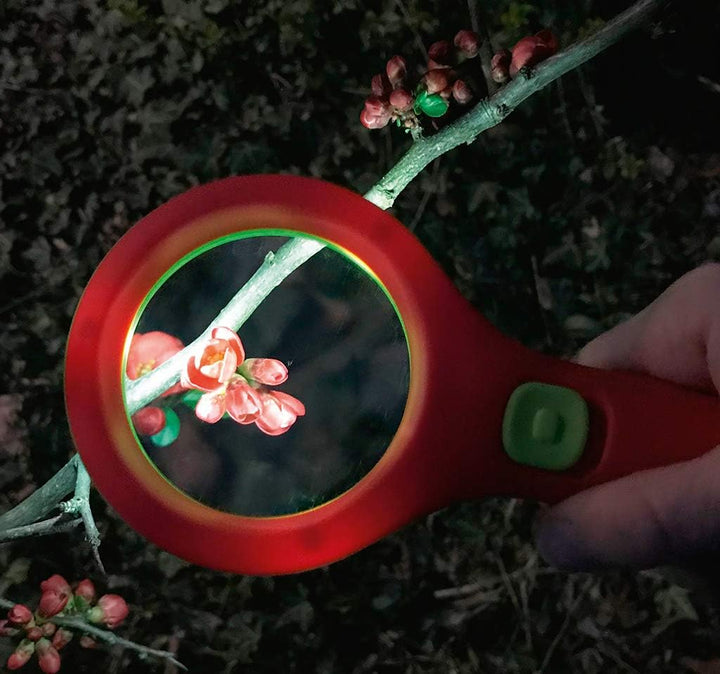 moses. Krabbelkäfer Lichtlupe, Lupe mit Licht für Kinder ab 3 Jahren, Mit 3 LEDs (Packung mit 2) ['R