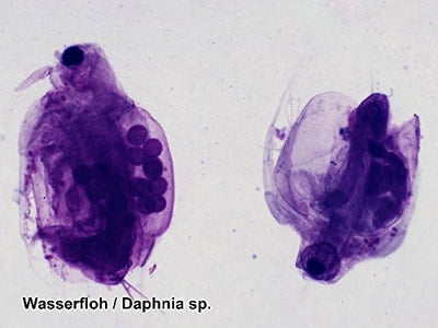 Bresser Mikroskop Dauerpräparate, 100 Glas-Objektträger mit gefärbten Präparaten aus der Biologie, f