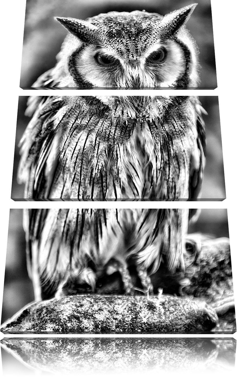 Pixxprint Monocrome, Nordbüscheleule Otus leucotis 3-Teiler Leinwandbild 120x80 Bild auf Leinwand
