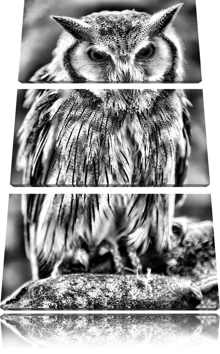 Pixxprint Monocrome, Nordbüscheleule Otus leucotis 3-Teiler Leinwandbild 120x80 Bild auf Leinwand