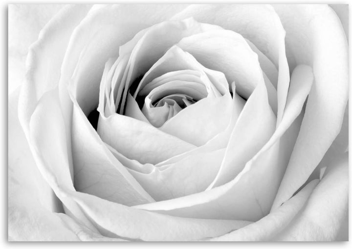 Feeby, Leinwandbild, Bilder, Wand Bild, Wandbilder, Kunstdruck 50x70cm, WEIssE Rose 50x70 Cm, 50x70